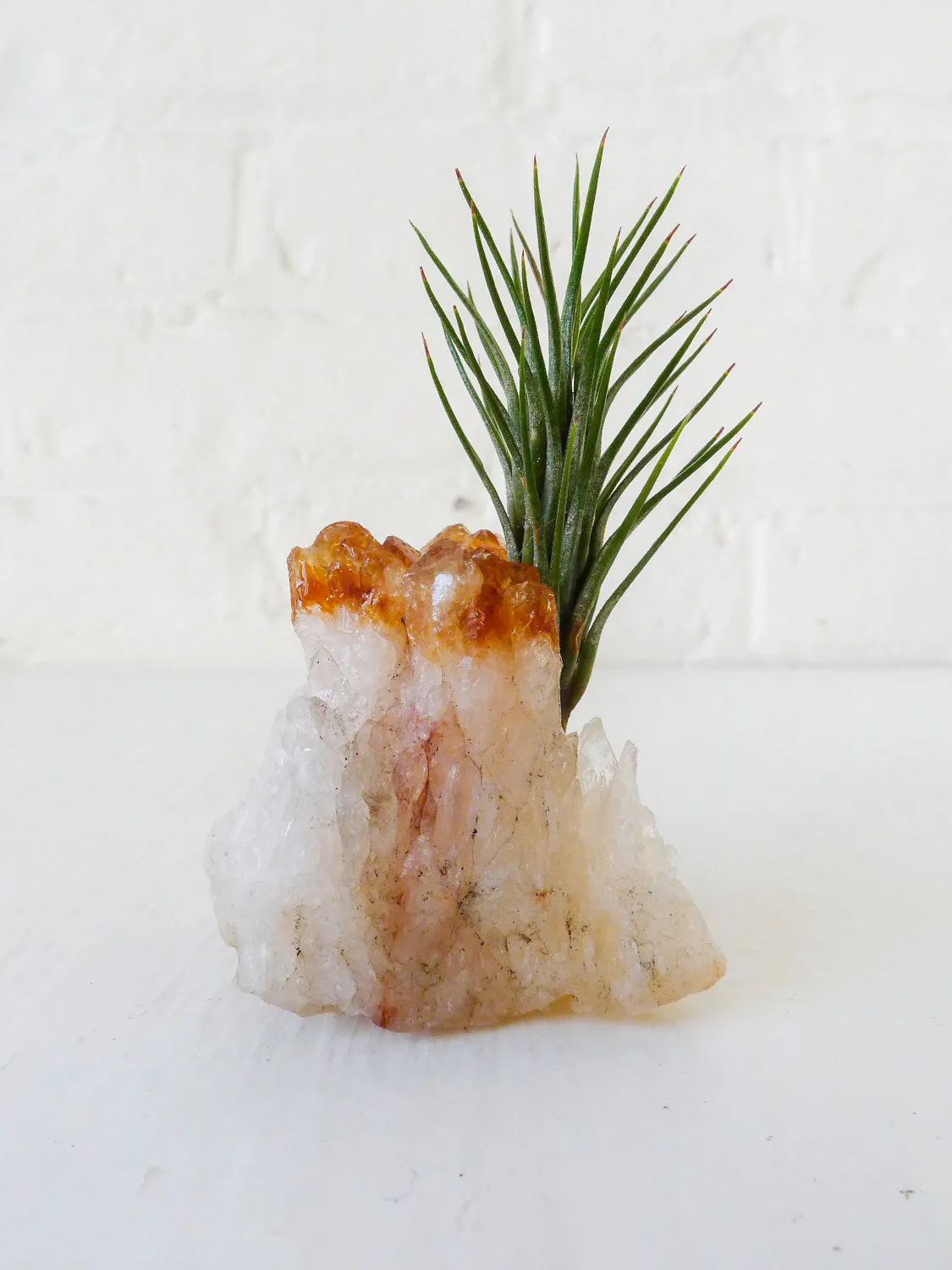 Auburn Citrine Crystal Air Plant Garden
