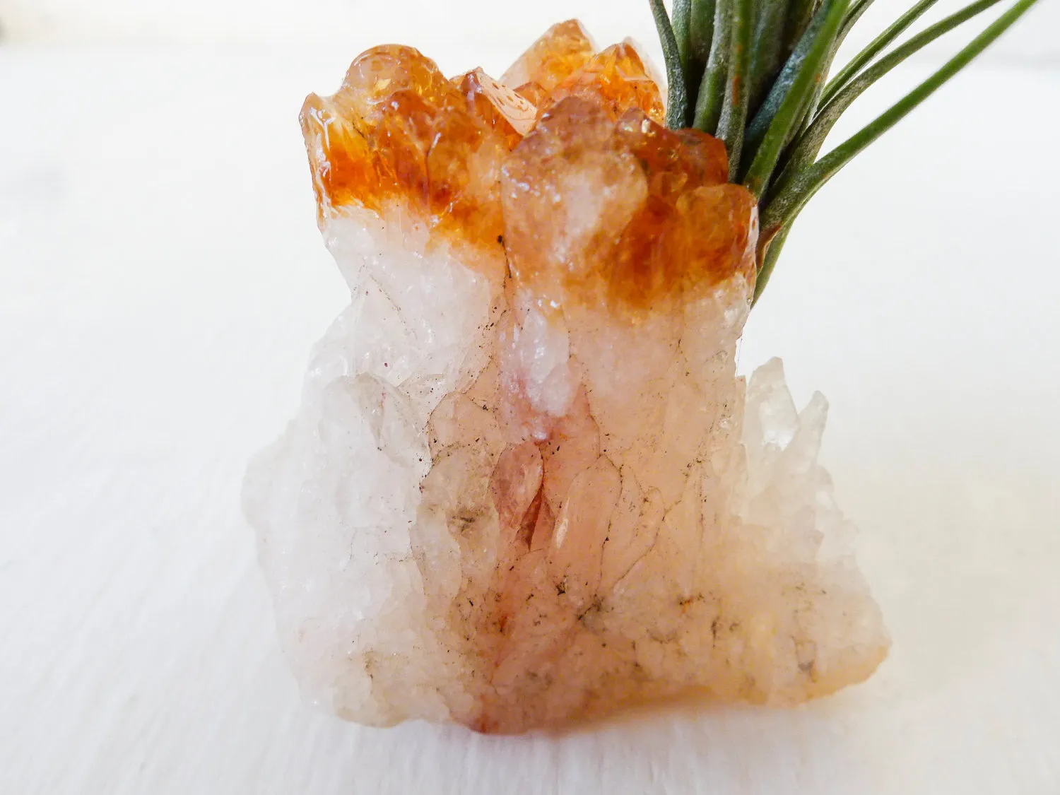 Auburn Citrine Crystal Air Plant Garden
