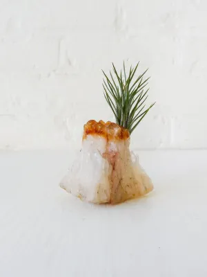 Auburn Citrine Crystal Air Plant Garden