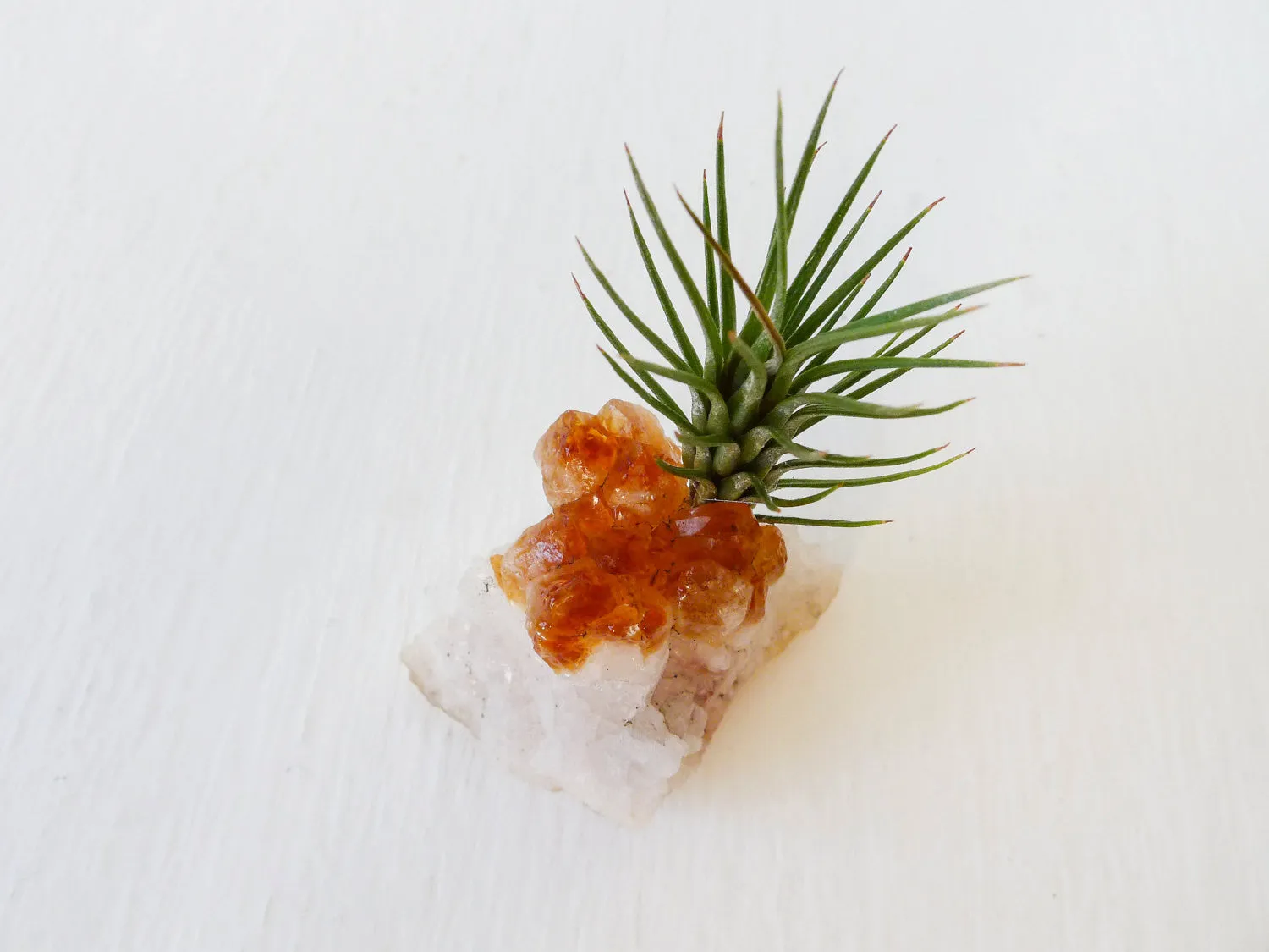 Auburn Citrine Crystal Air Plant Garden