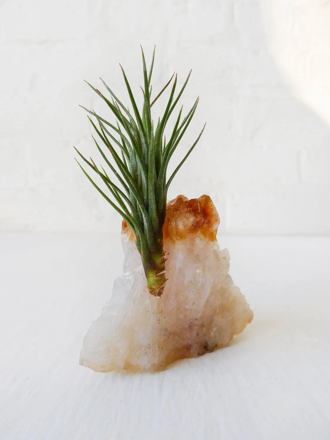 Auburn Citrine Crystal Air Plant Garden